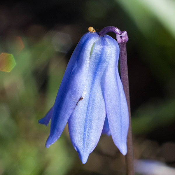 A blue bell flower with an aphid on top